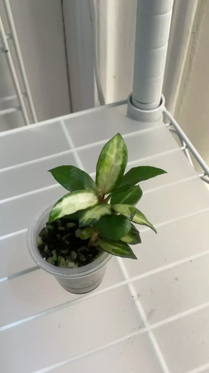 Hoya Lacunosa Bruno tricolor (add on only) thumbnail