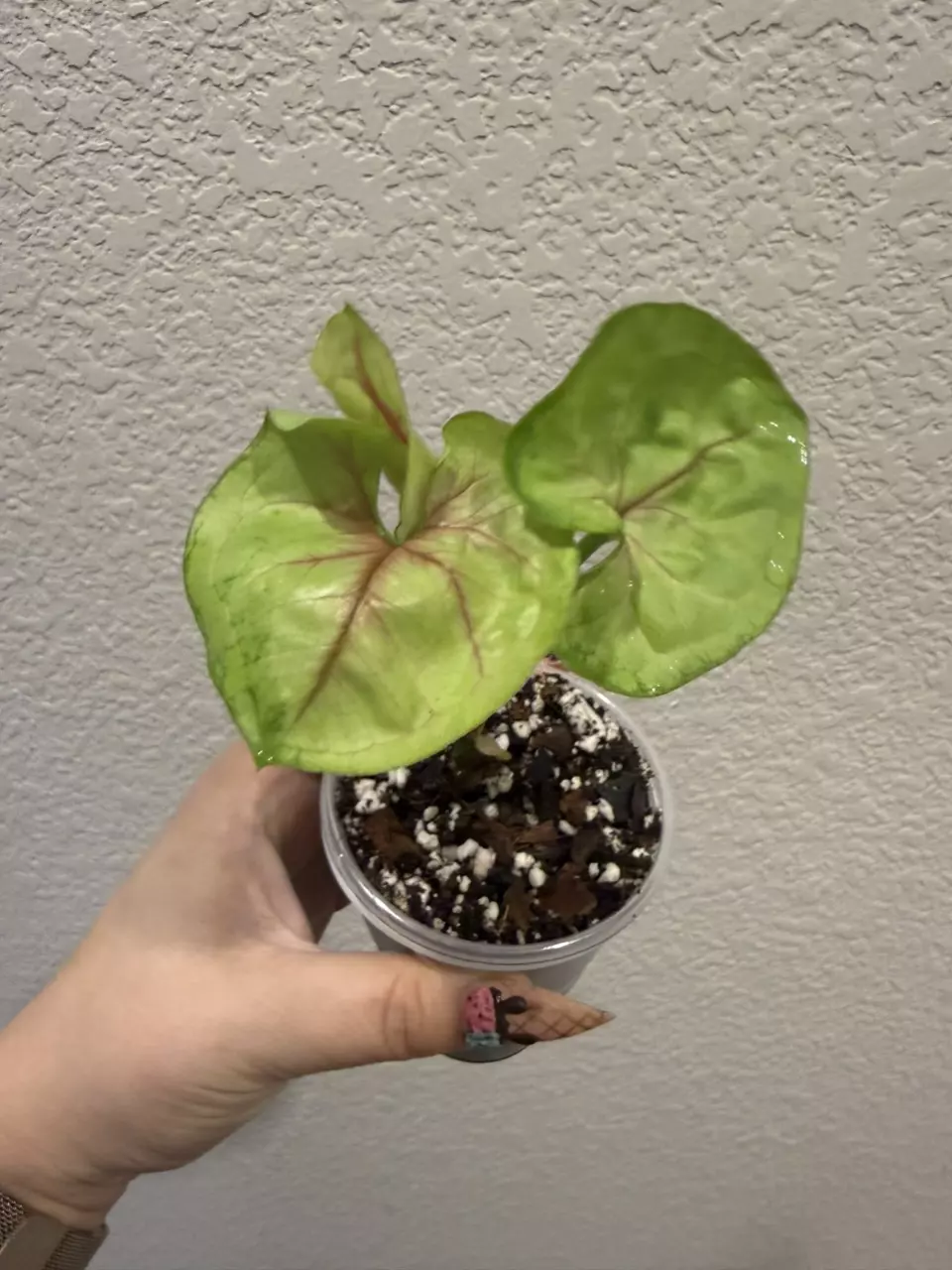 GC Syngonium Mango Allusion thumbnail