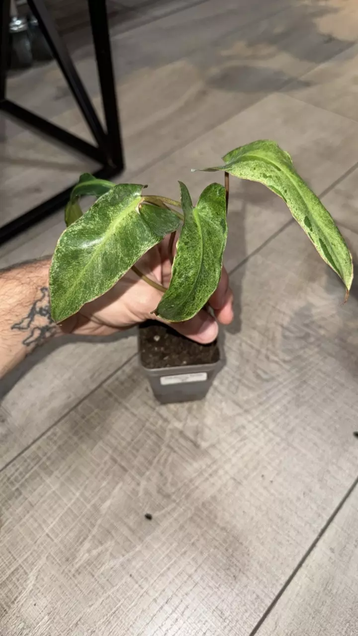 GC- Philodendron Paraiso Verde thumbnail