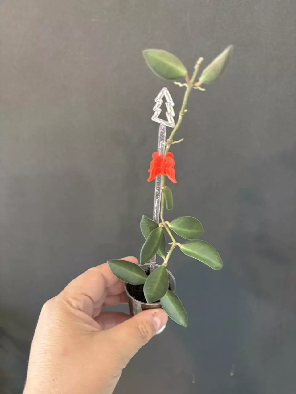 Hoya sp. aff. Burtoniae thumbnail