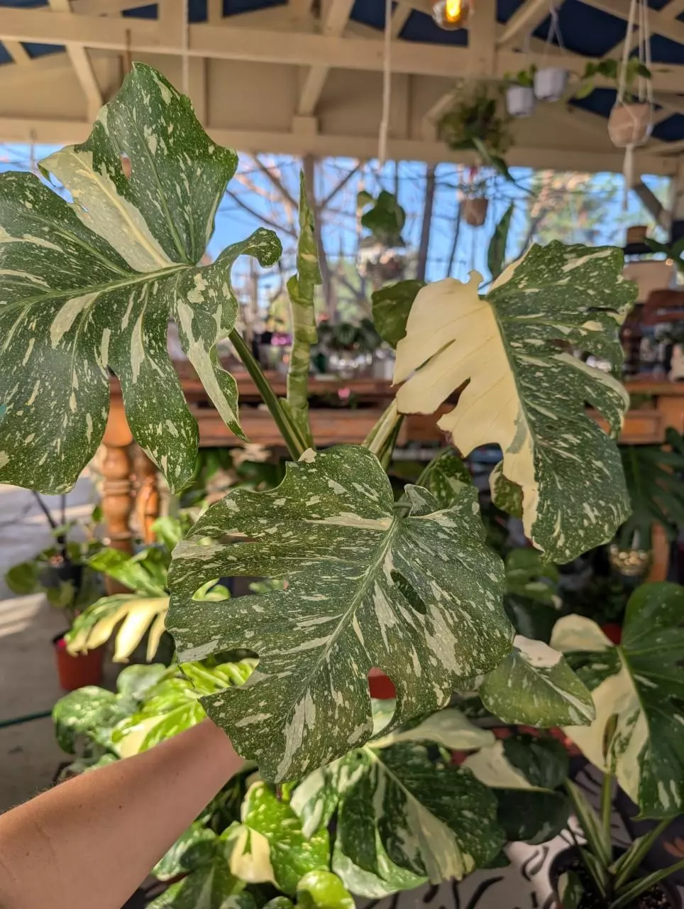 High variegation Thai Constellation ✨ thumbnail