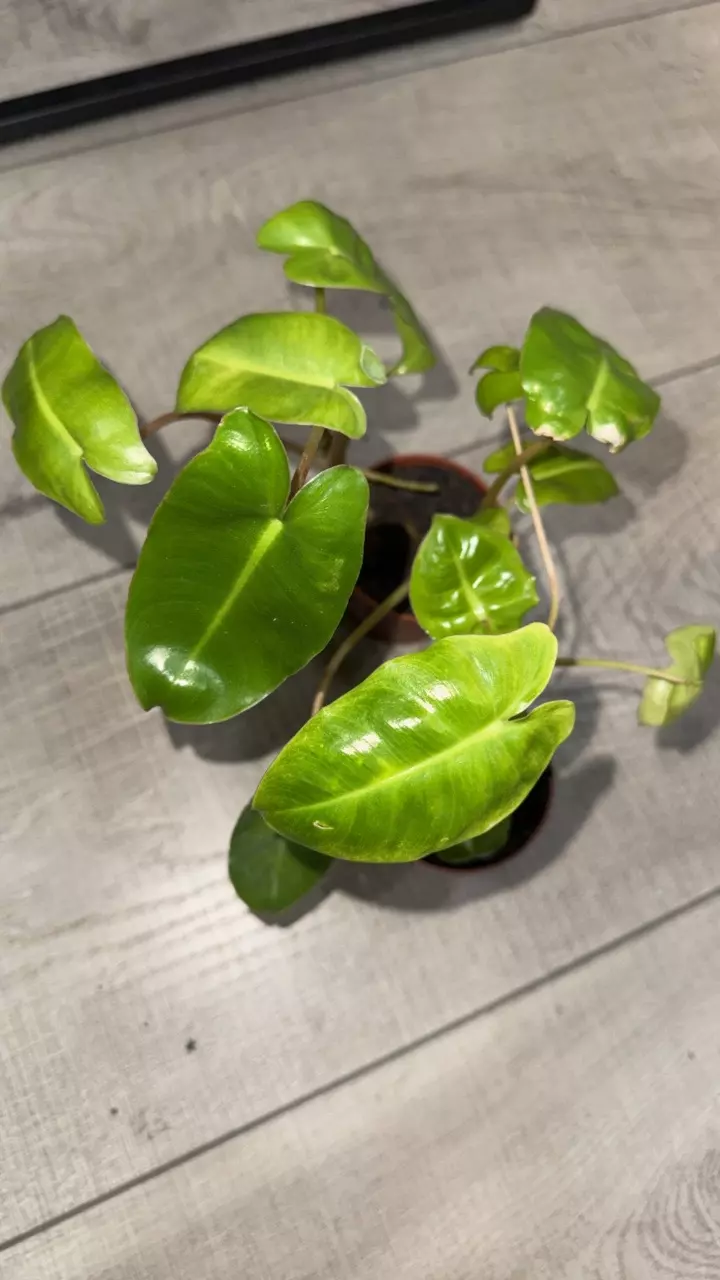 GC- Philodendron Burle Marx thumbnail