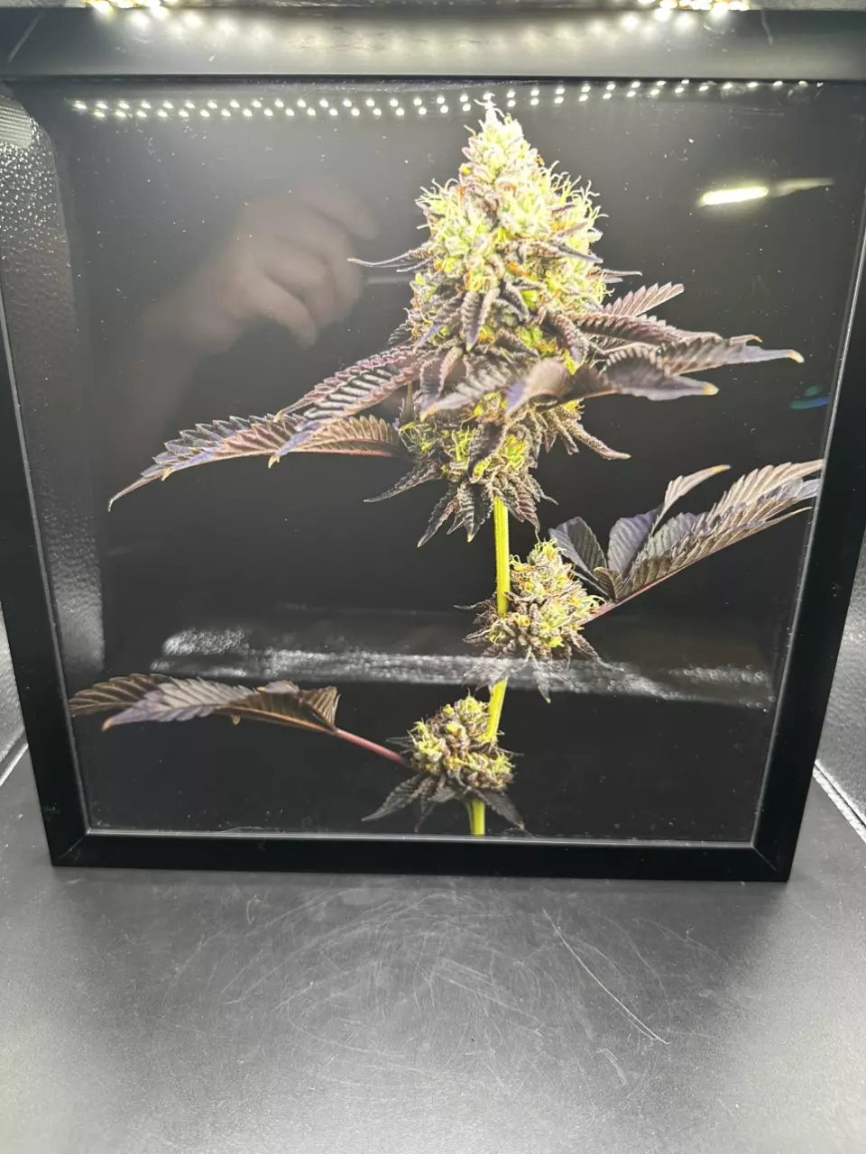 Cola Macro Photography Picture 10.75”x10.75” Frame thumbnail