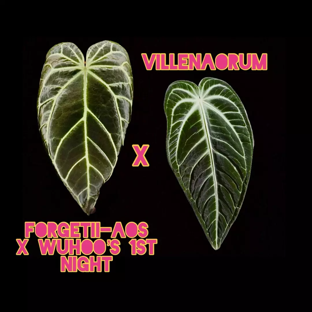 [Forgetii-AOS x WuHoo’s 1st Night] x Villenaorum, 2 Germinated Anthurium Seeds thumbnail