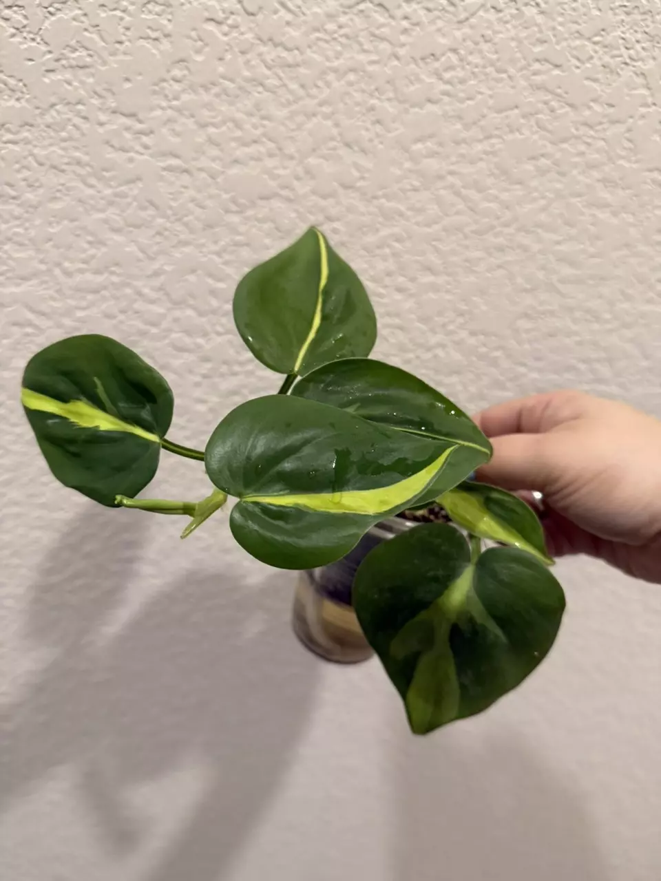 Growers choice Philo Brasil thumbnail