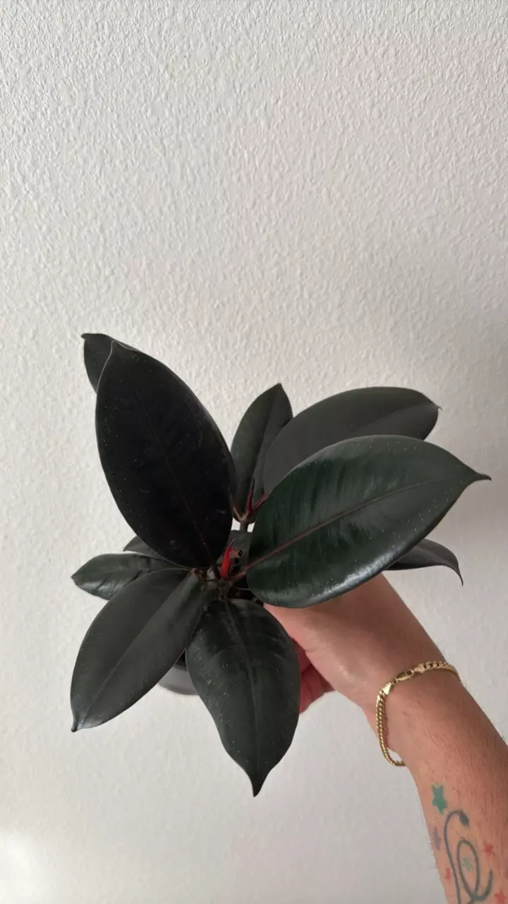 Ficus Burgundy 4” GC thumbnail