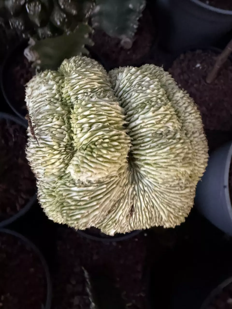 Euphorbia valida crested on a graft thumbnail