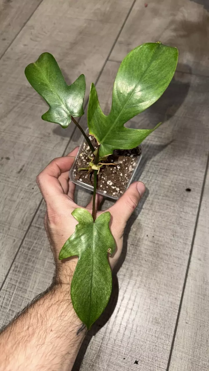 GC- Philodendron Florida Ghost thumbnail