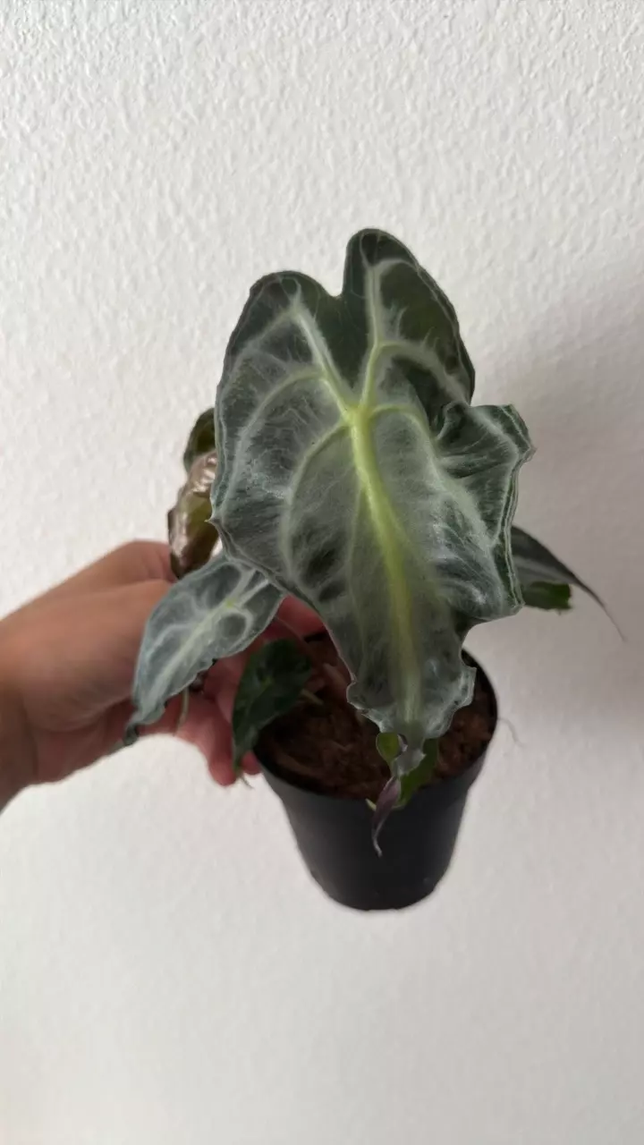 Alocasia Venom 4” thumbnail