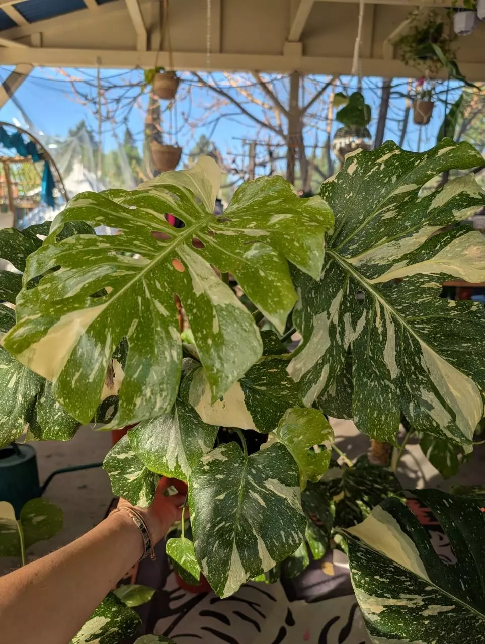 Gorgeous lush pot 'thai constellation' (3 plants) thumbnail