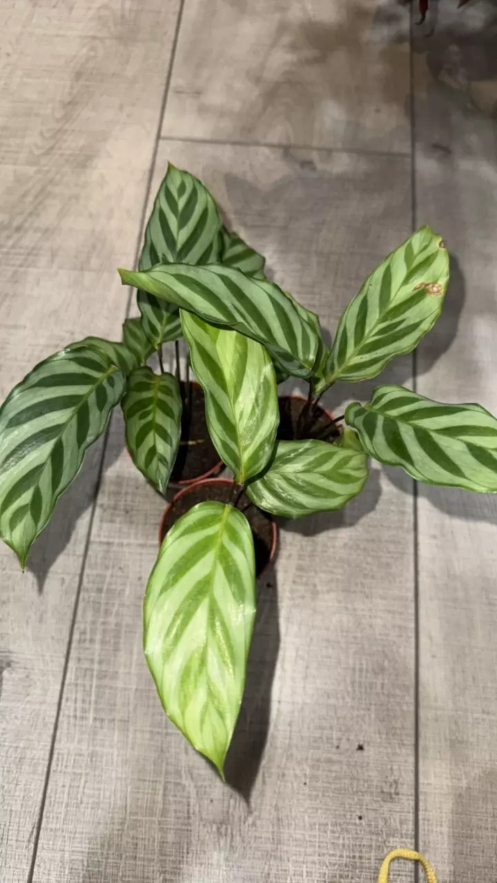 GC- Calathea Freddie thumbnail