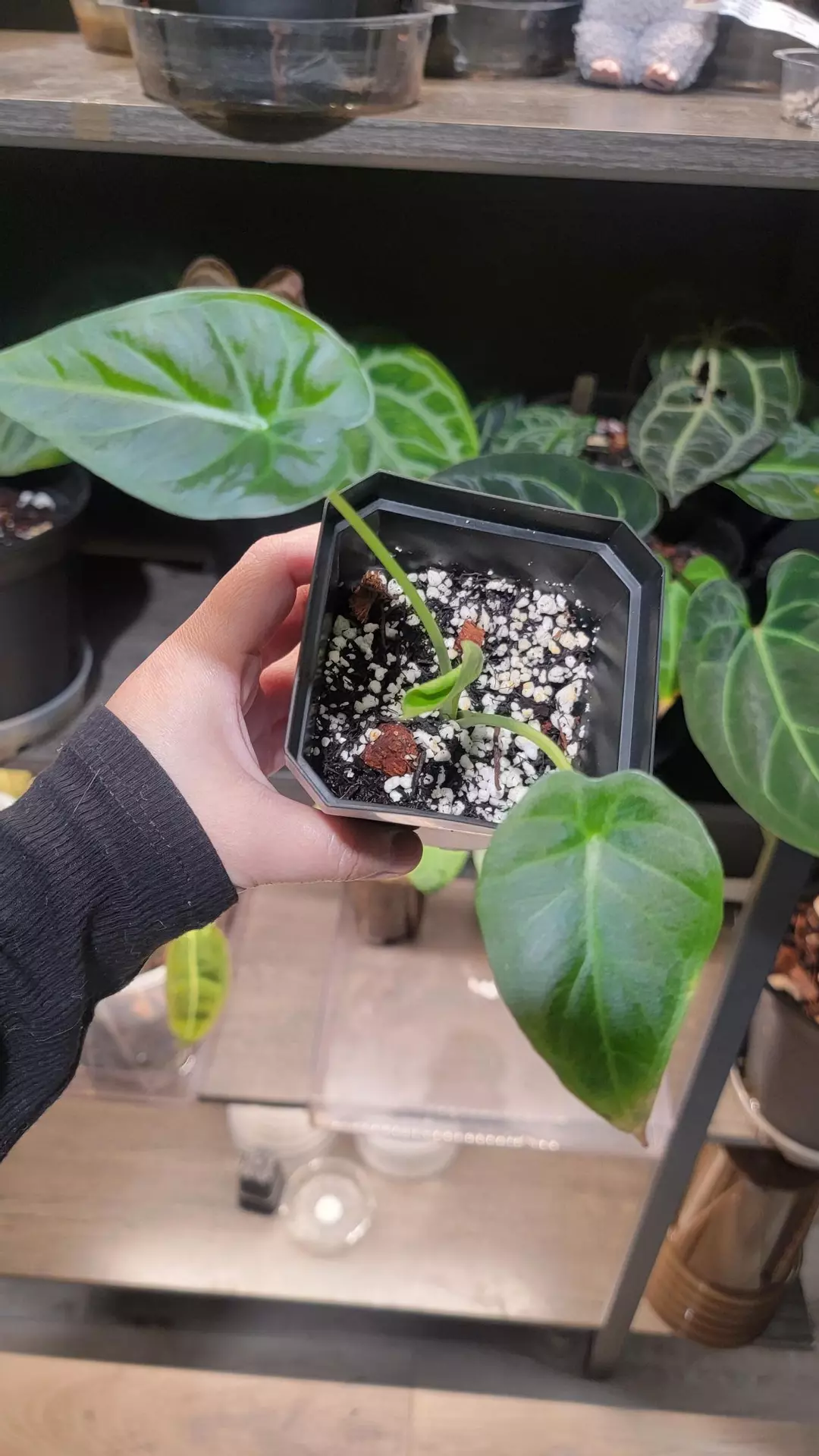 Alocasia Regal Shields thumbnail