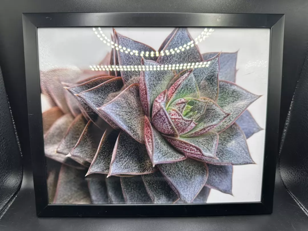 Echevaria Purposorum Macro Photo 8.75”x 10.75” Frame thumbnail