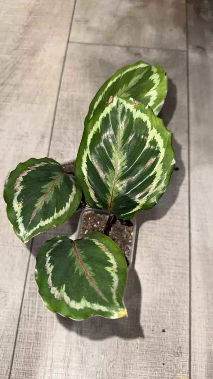 GC- Calathea Medallion thumbnail