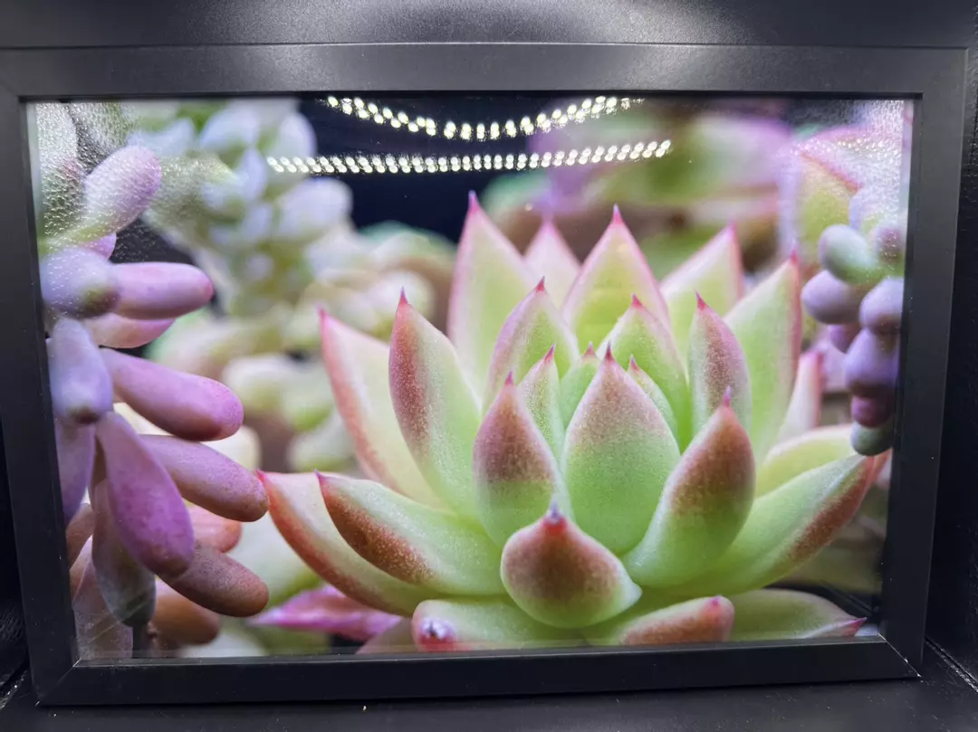 Succulent Arrangment Macro Photo w/ frame thumbnail