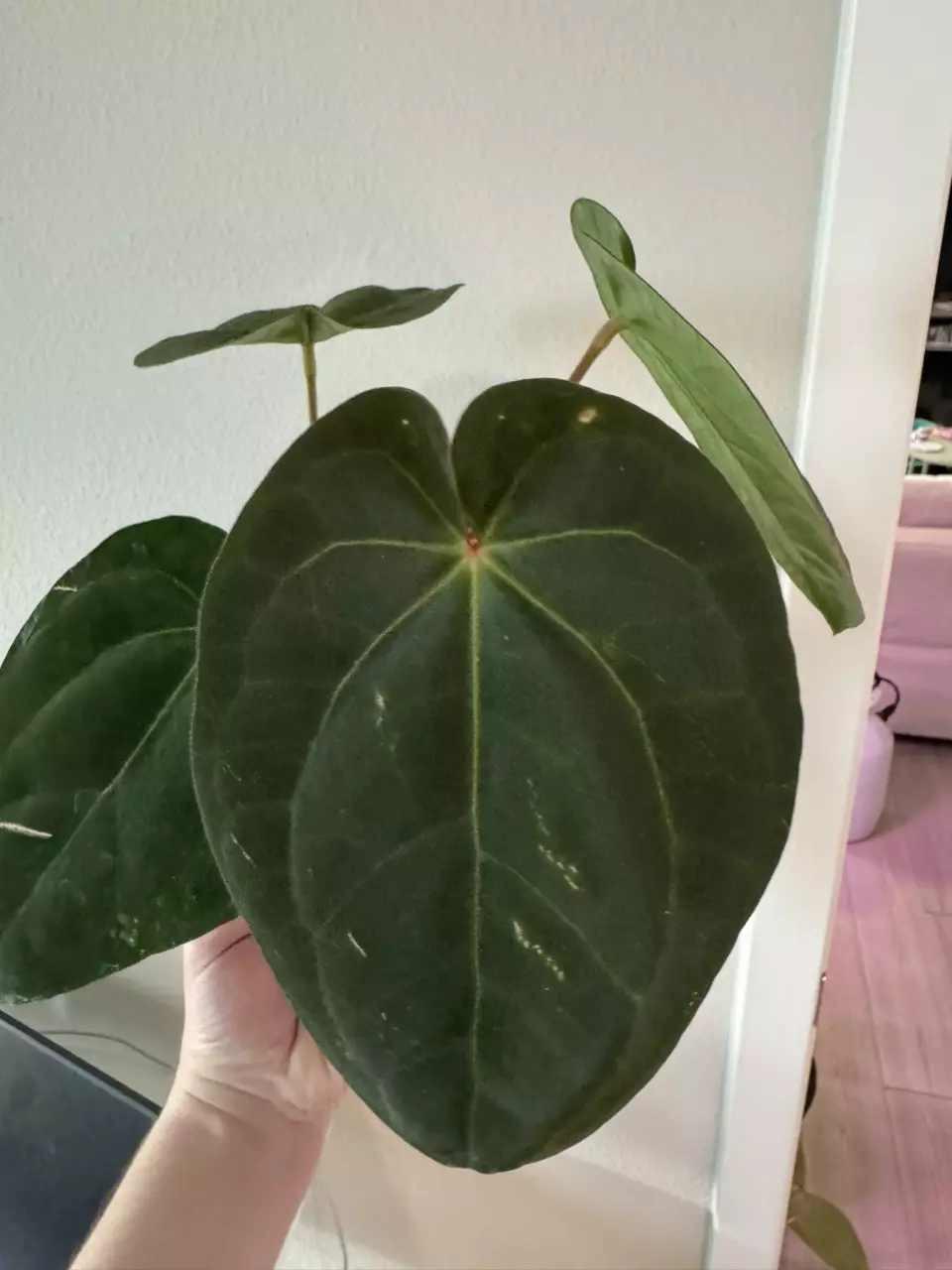 ZaraMichelle x Eastern Dress Chase? thumbnail