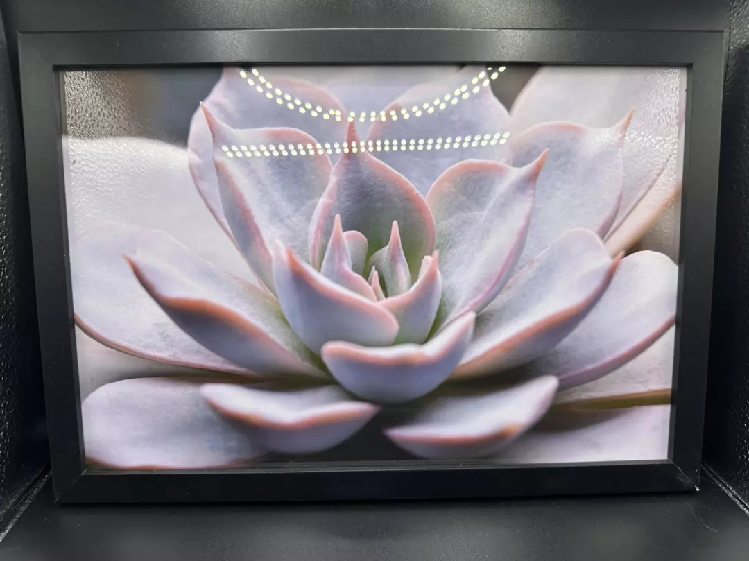 Echevaria Lilacina Macro Photo thumbnail