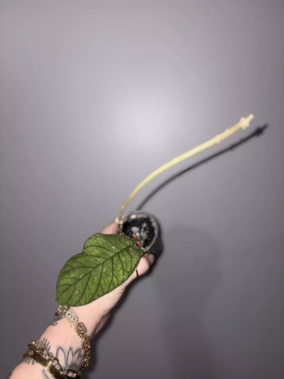 Hoya Meredithii Round Leaves thumbnail