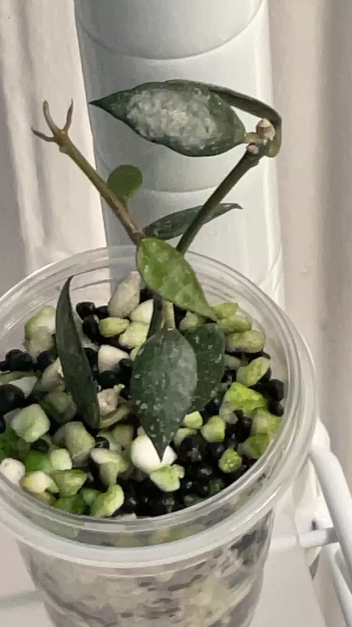 Hoya langkawai island ( add on only ) thumbnail