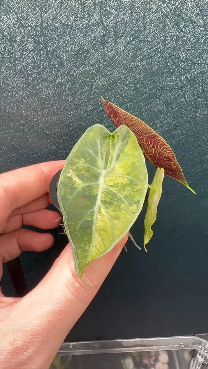 Watso Pink Doff thumbnail