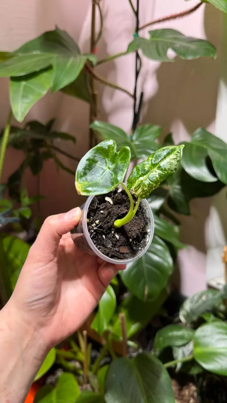 Alocasia Frydek Variegated - TC Grown •ADD ON ONLY• thumbnail