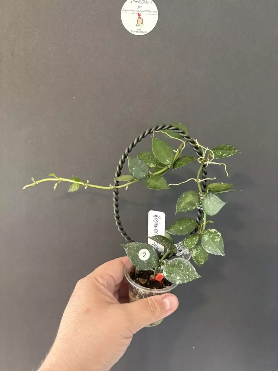 Hoya Krohniana splash thumbnail