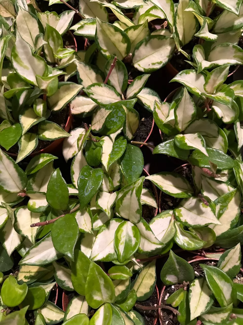 Hoya Carnosa “Princess” TriColor 4in GC thumbnail