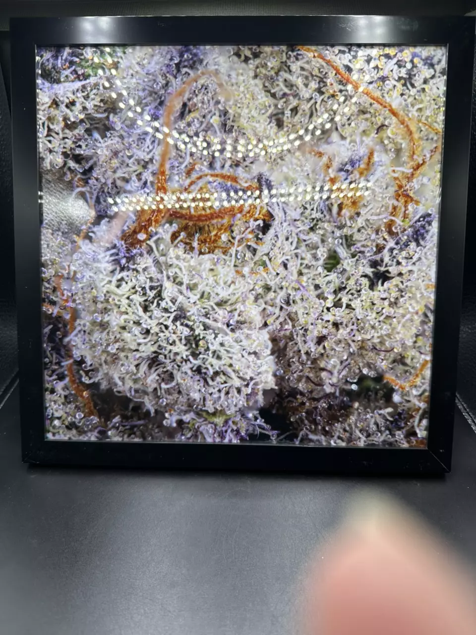 Trichome Macro Picture 10.75” x 10.75” Frame thumbnail