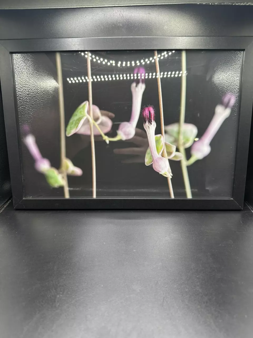 Ceropegia Woodii ‘String of Hearts’ Variegated thumbnail