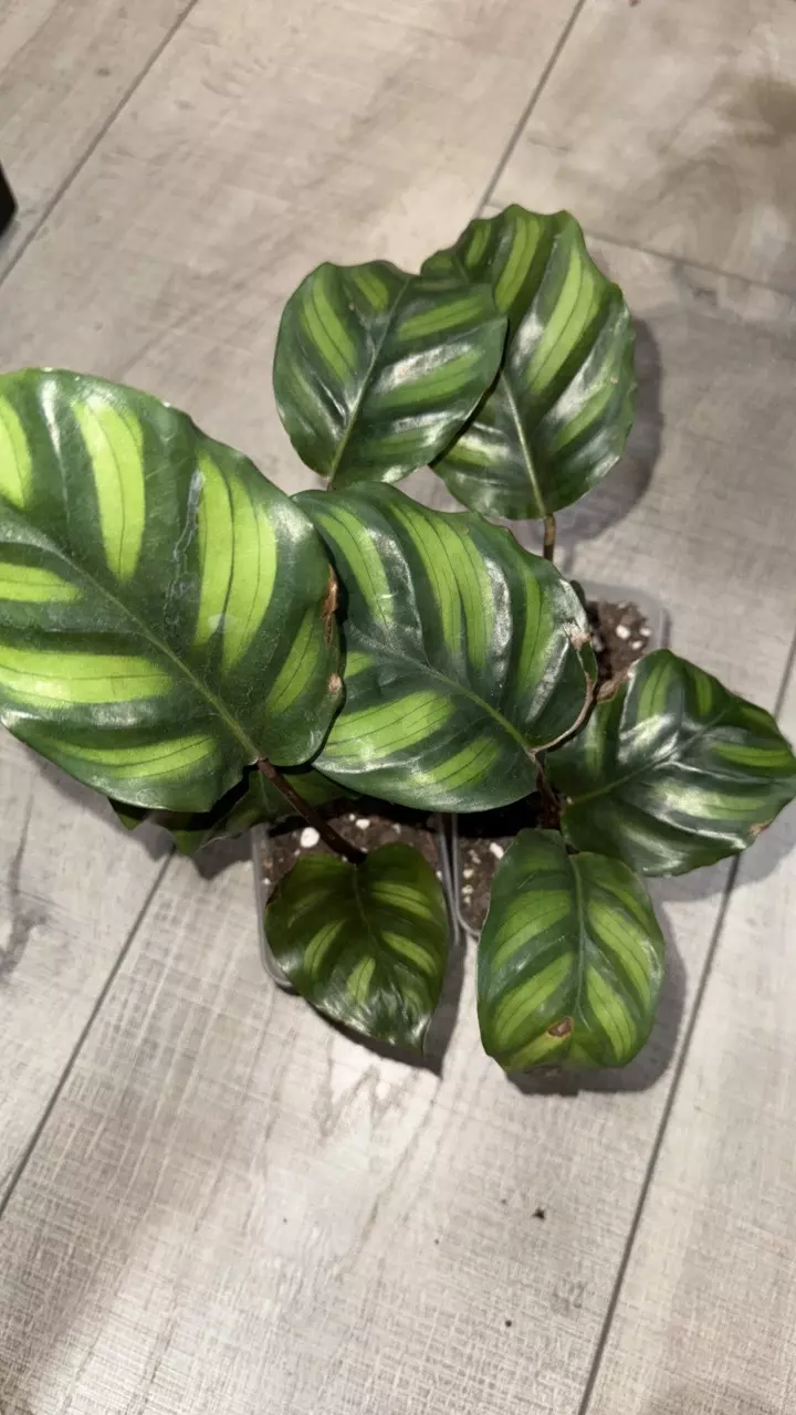 GC- Calathea Fasciata thumbnail