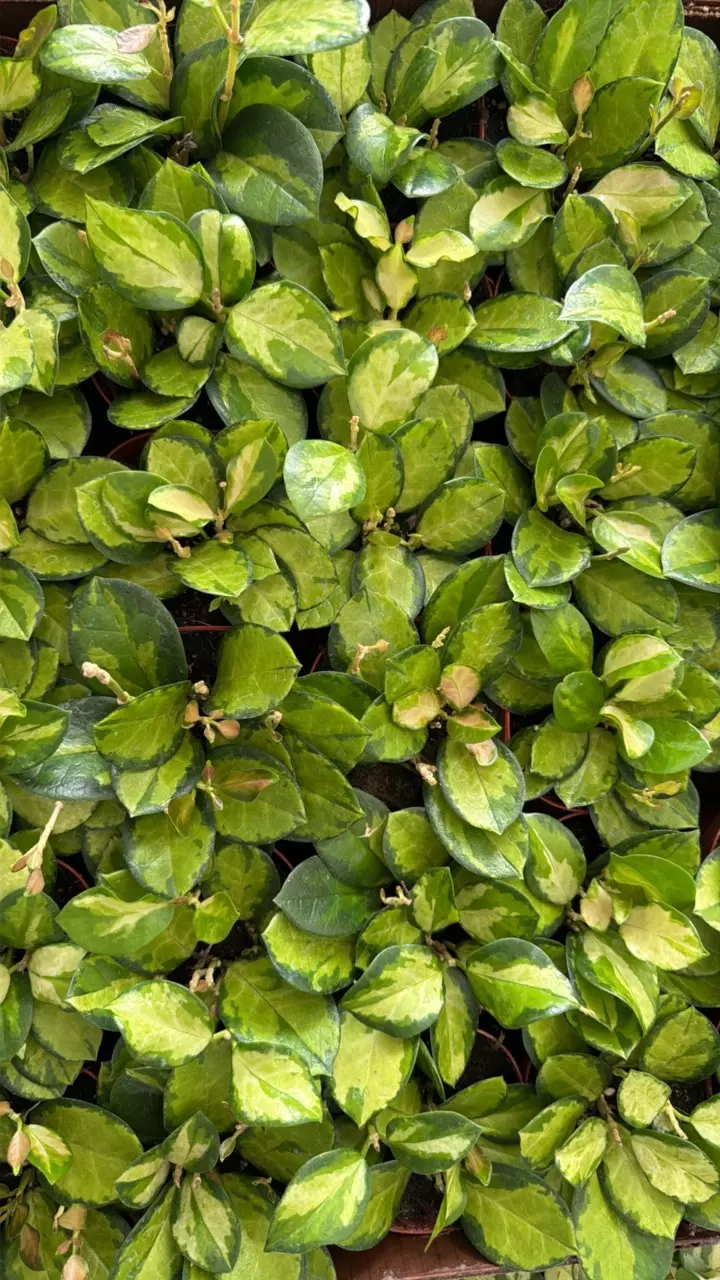 Hoya Australis Lisa 4” GC thumbnail