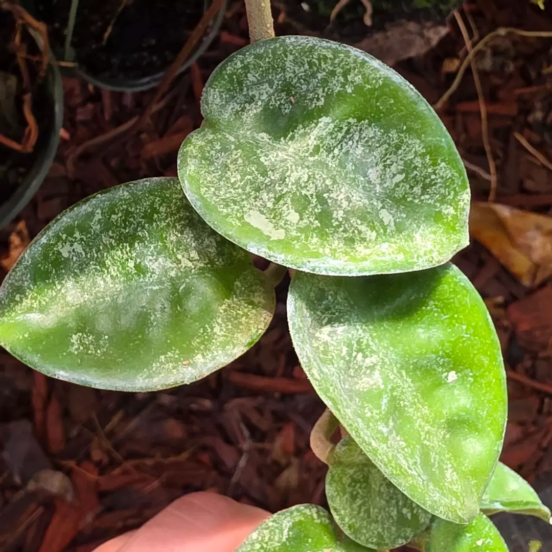 High Splash Hoya Krinkle Splash Cuttings | No Roots | 2 leaf 1 Node Cutting thumbnail