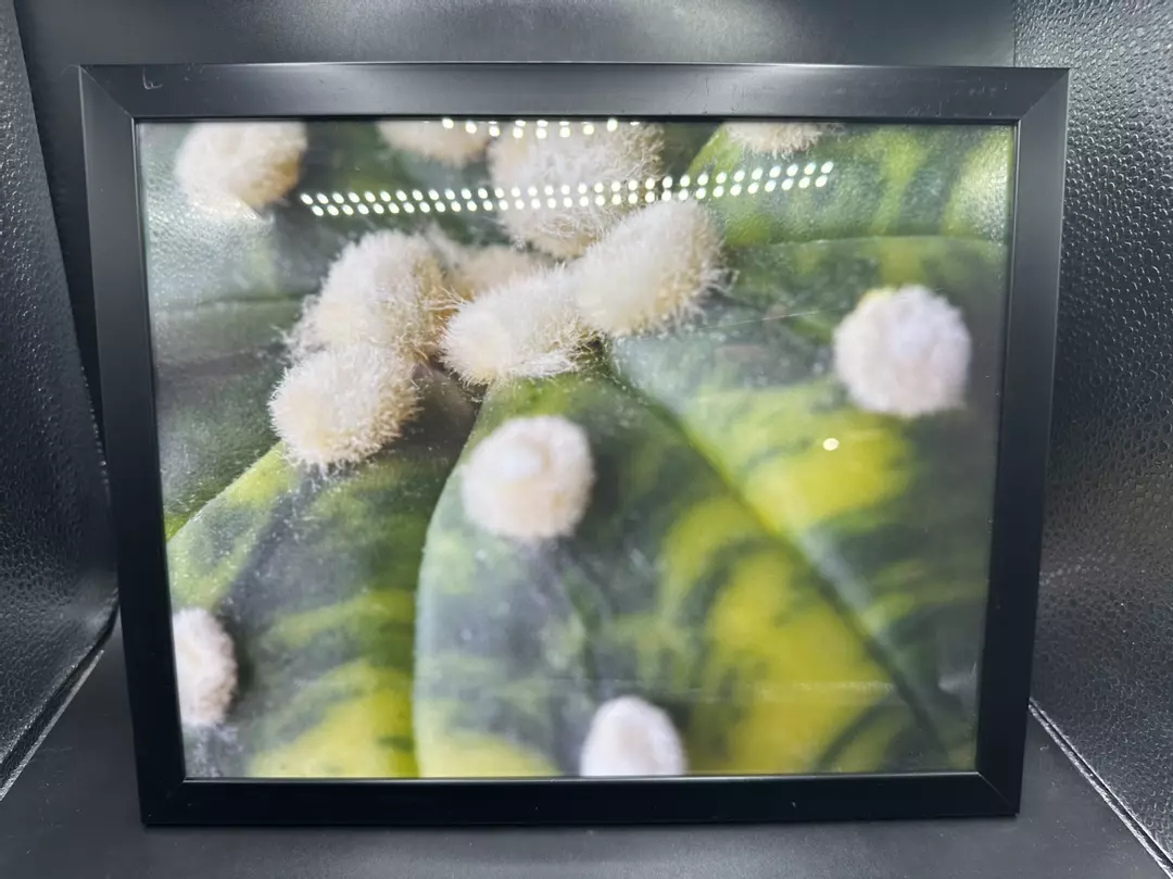 Astrophytum Asterias Variagata Macro Photo w/ frame thumbnail