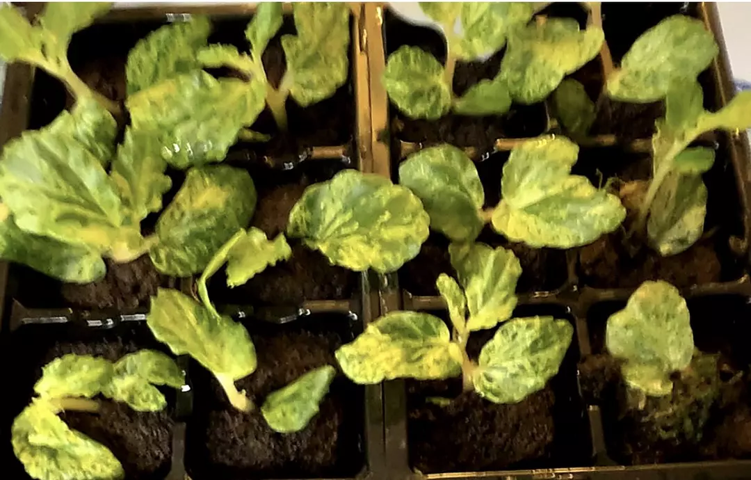 Rare variegated peppermint begonia thumbnail