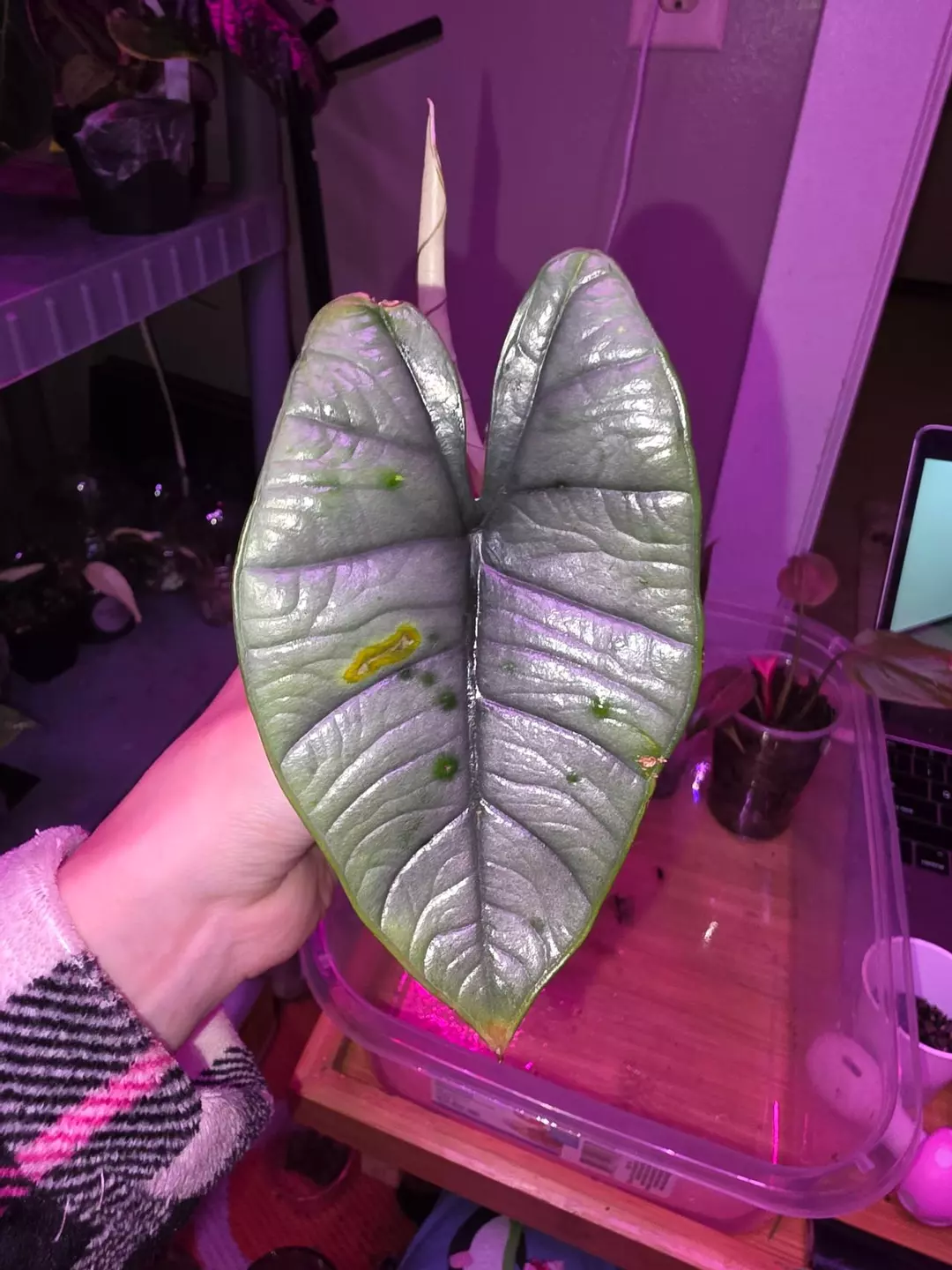 Alocasia Platinum Bisma  thumbnail