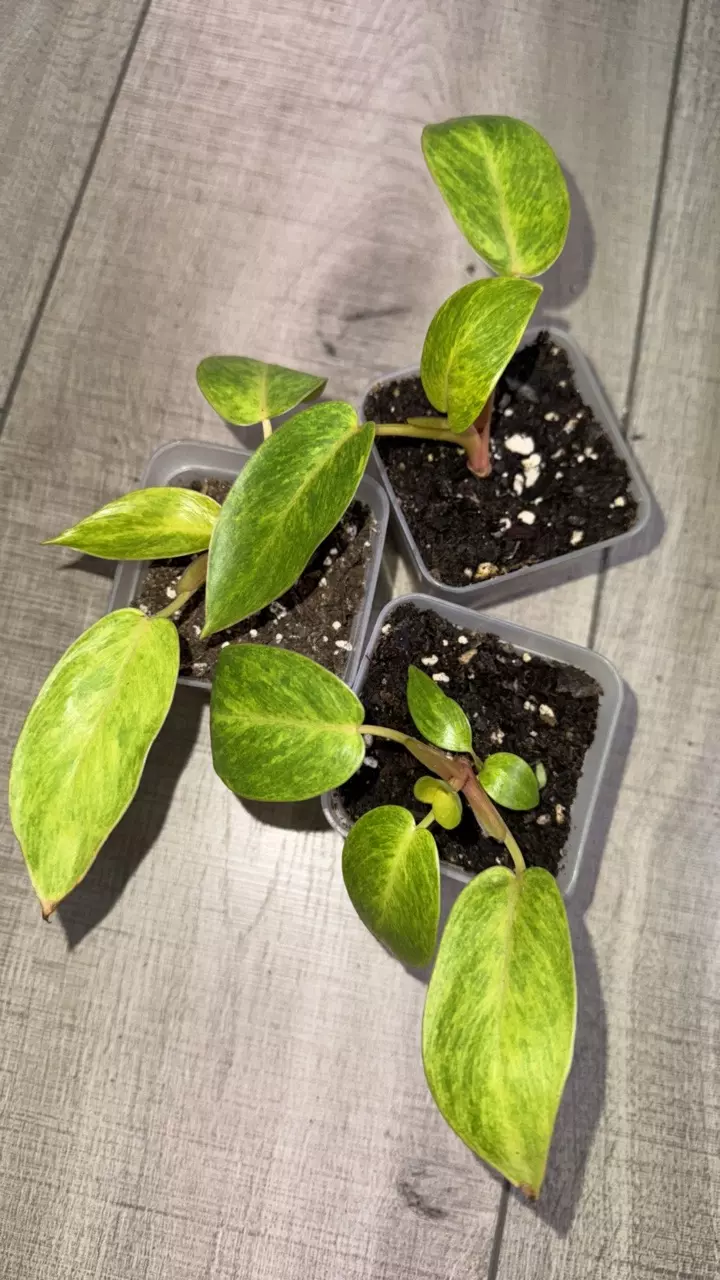 GC- Philodendron Painted Lady thumbnail