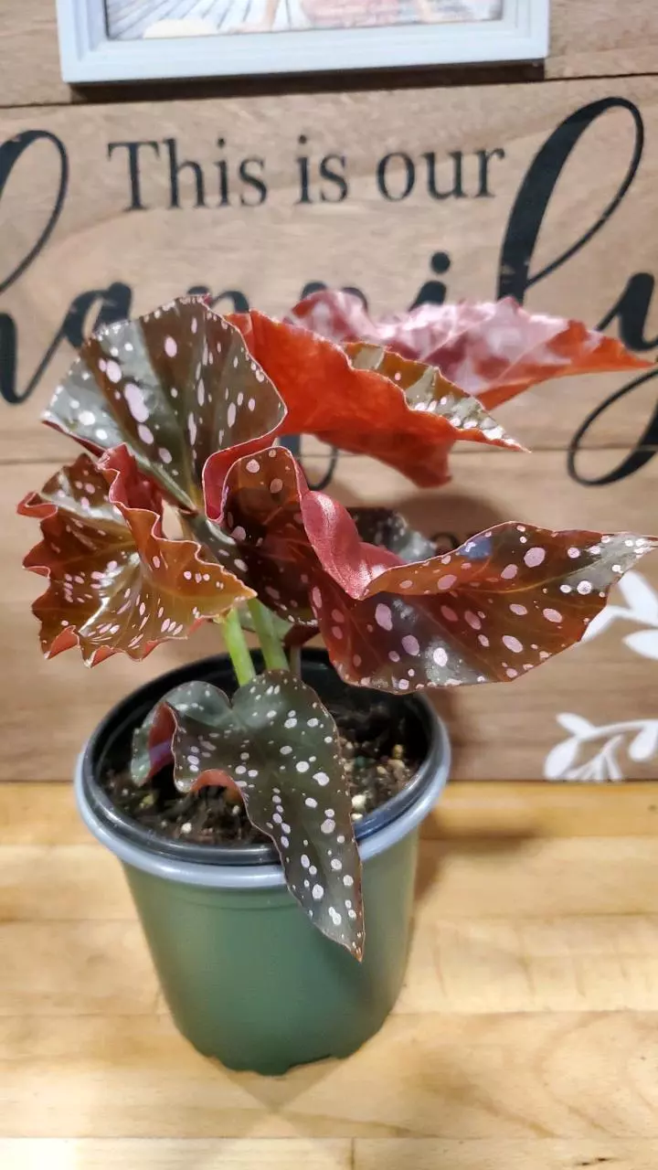 🌿 Cracklin’ Rosie Begonia – 4" Pot thumbnail