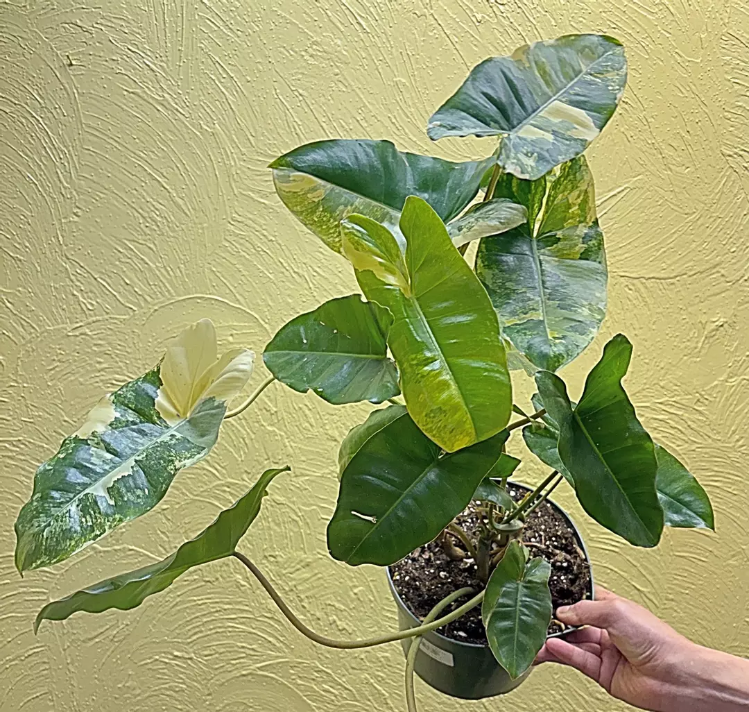 Variegated burle Marx thumbnail