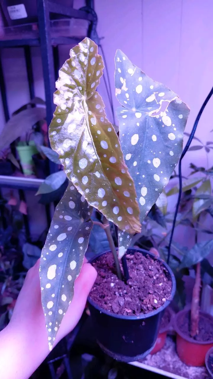 Begonia Maculata Rehab thumbnail