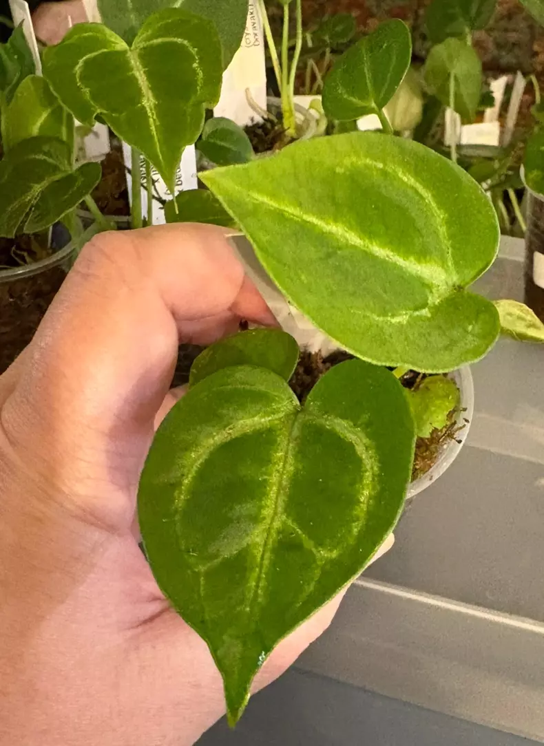 Anthurium (Dark mag x Tim’s black mag) x (Crystal x Dorayaki) thumbnail