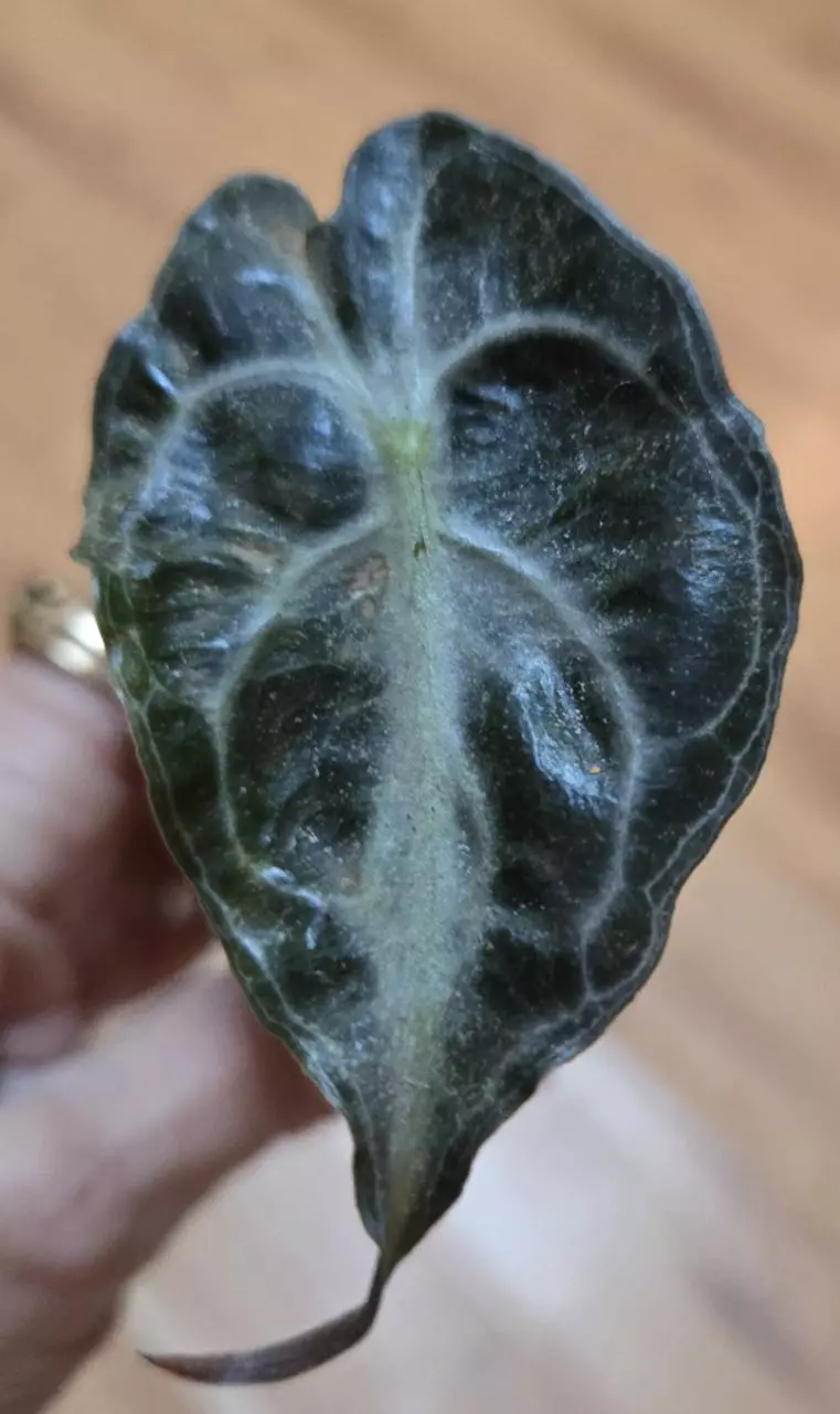 Alocasia Venom thumbnail