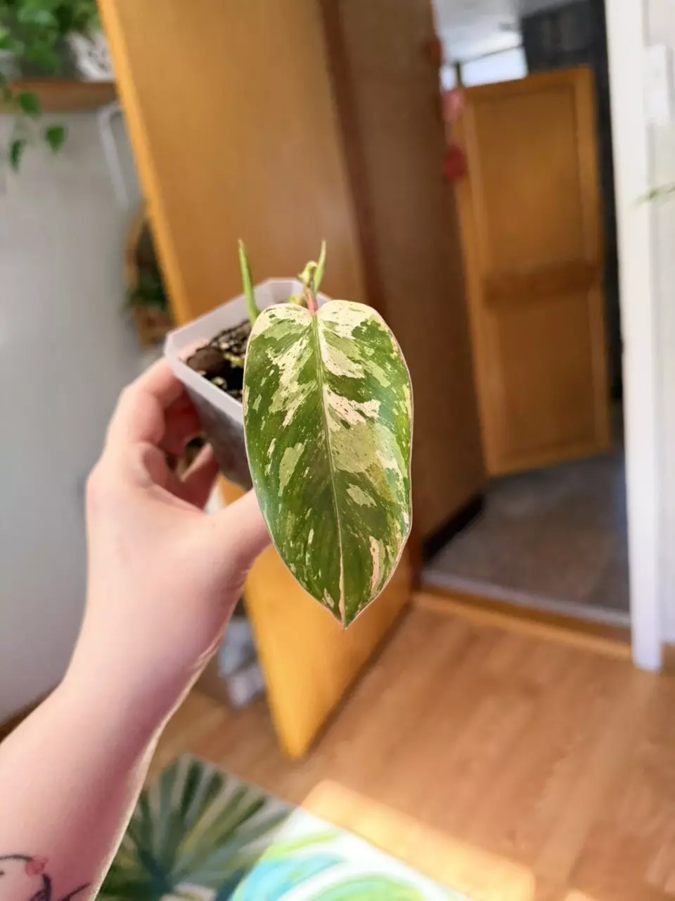 Philodendron Emerald Queen thumbnail