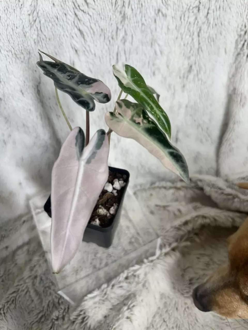 Alocasia Bambino Pink thumbnail