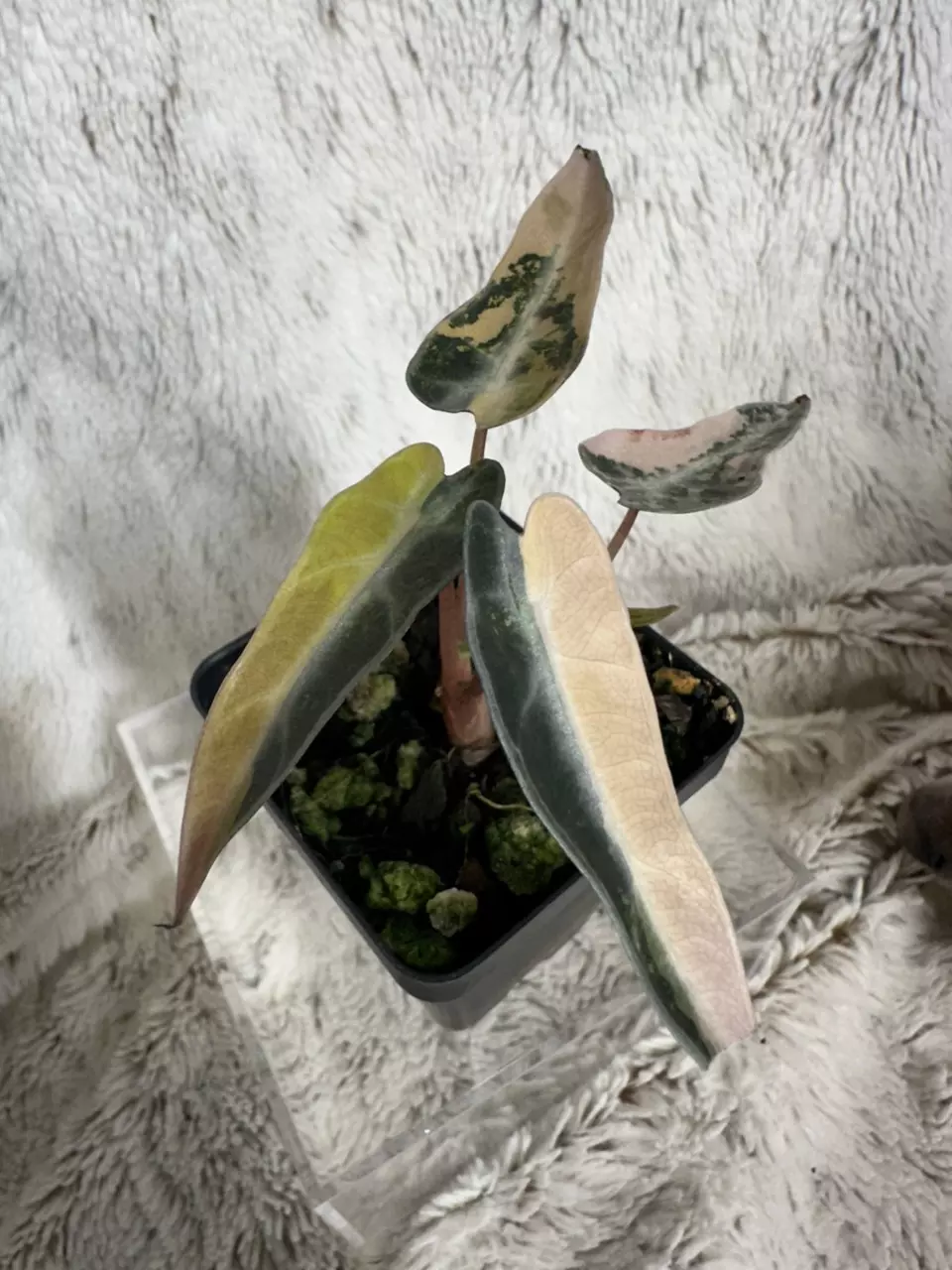 Alocasia Bambino Aurea thumbnail