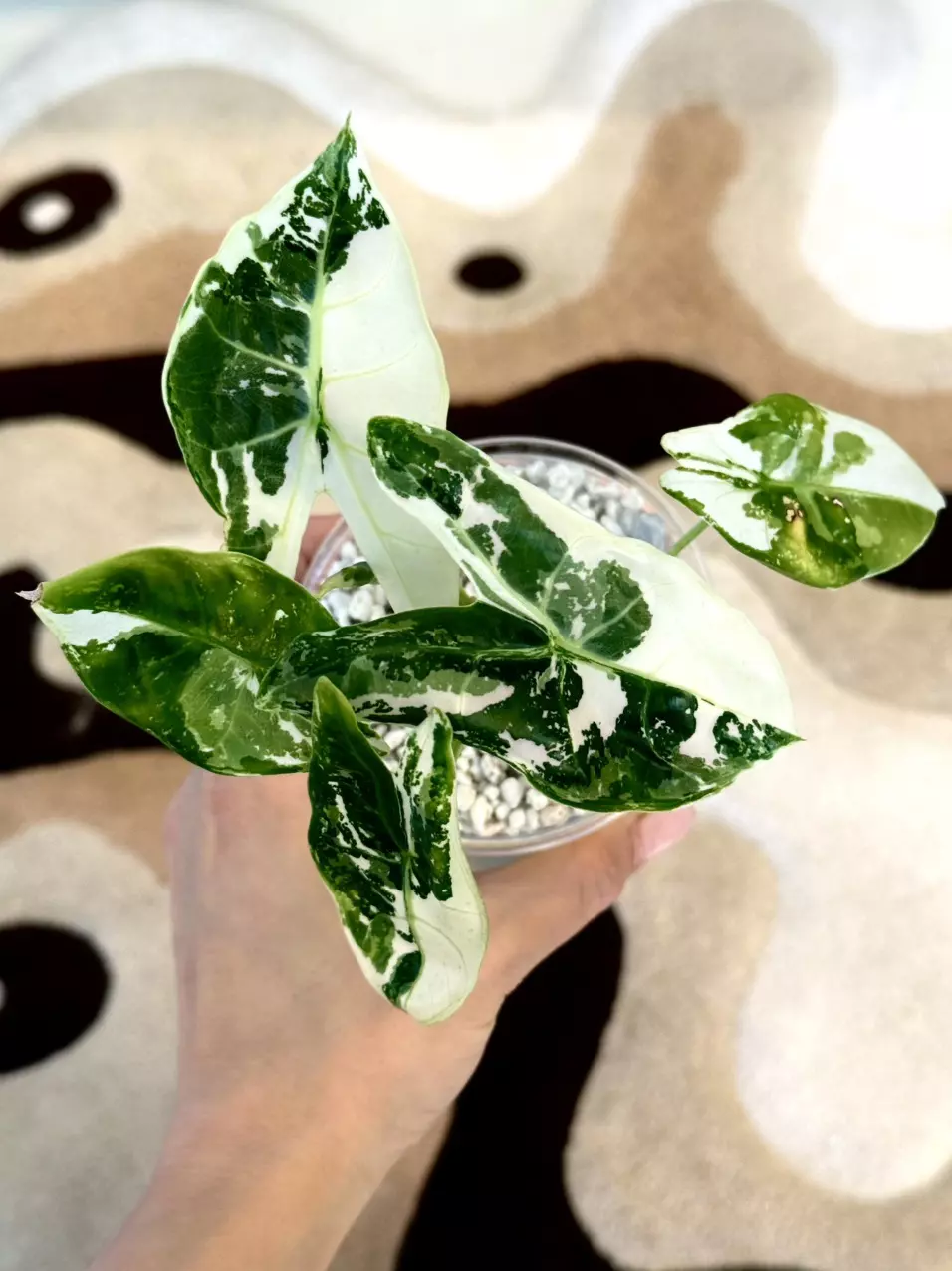 ✨rare✨alocasia pink back longiloba albo corm 🎀 thumbnail