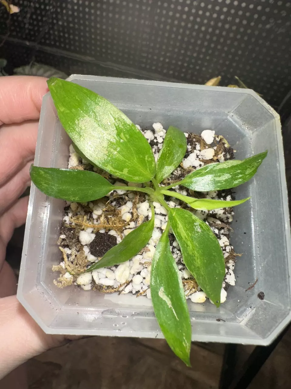 🌿 Philodendron Golden Dragon – Sport Variegated- 3” pot🌿 thumbnail