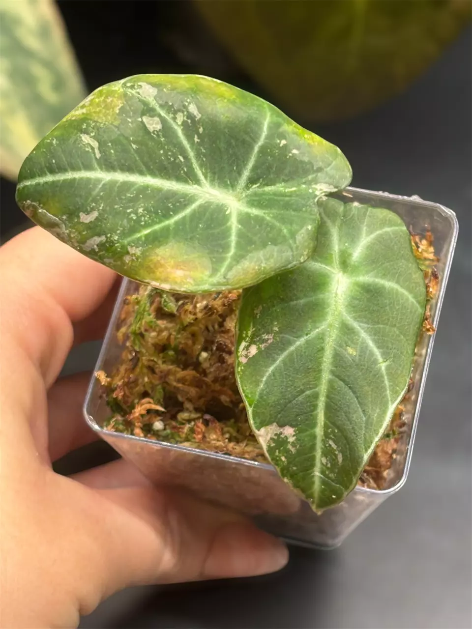 Alocasia Black Velvet Pink Low Var thumbnail