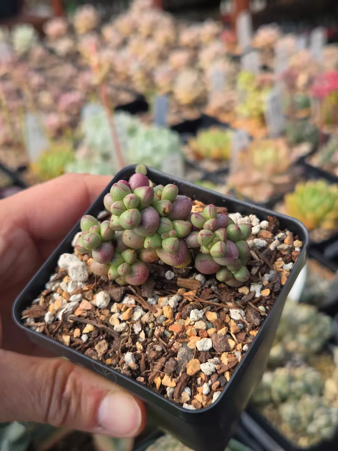 Crassula elegans 'Purple Light' 2.5" thumbnail