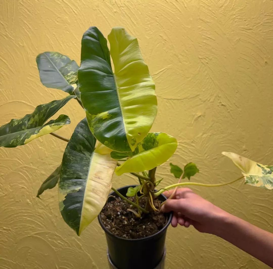 Variegated burle Marx thumbnail