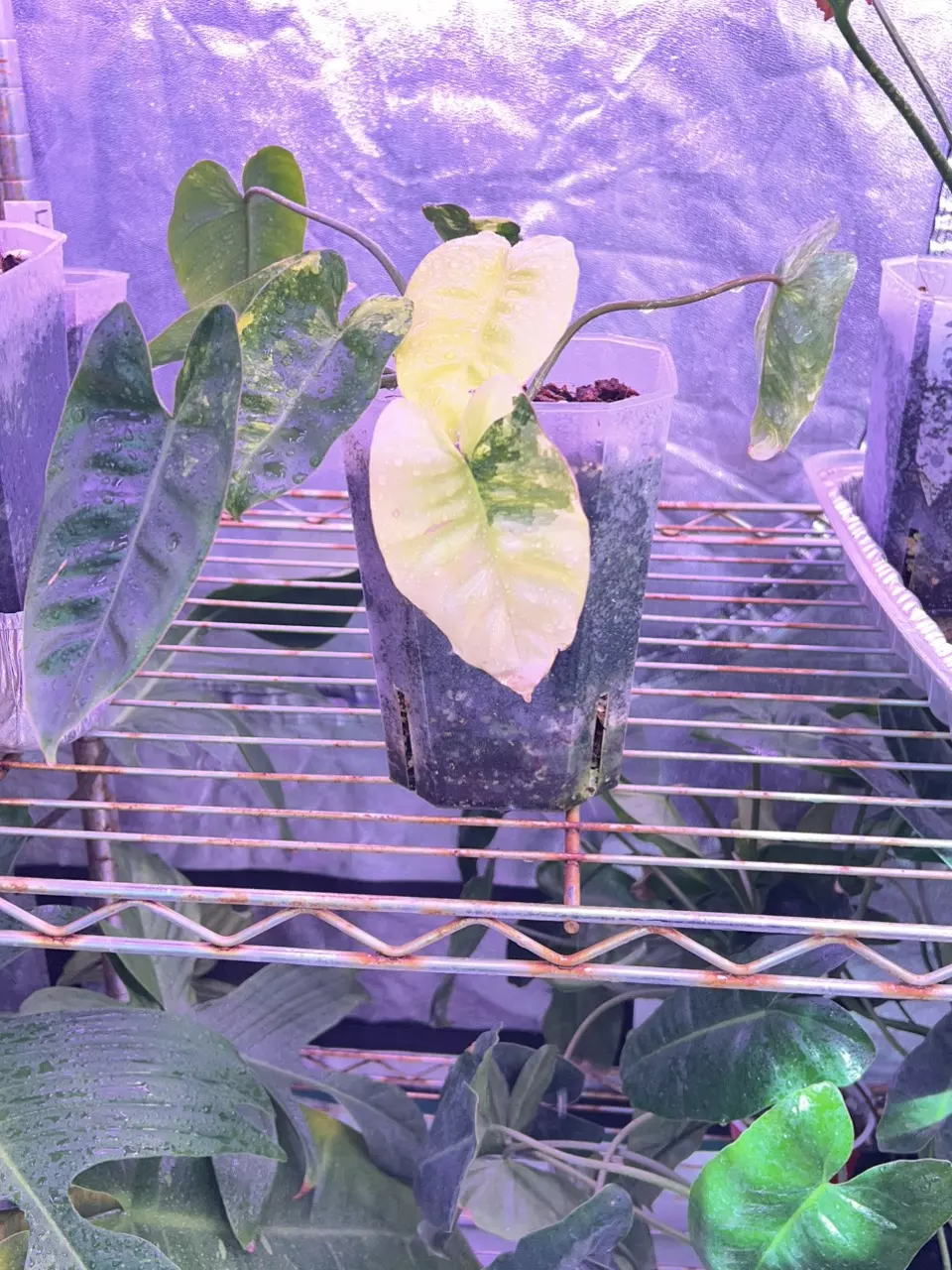 Variegated Burle Marx Philodendron thumbnail